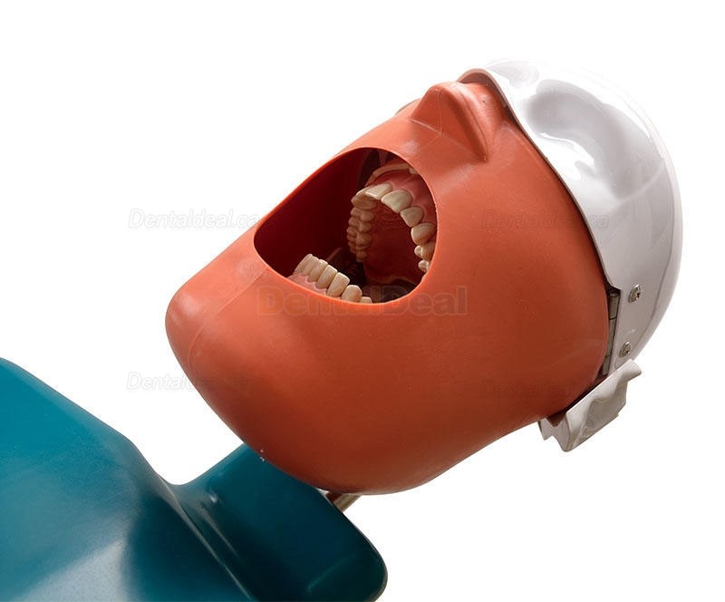 Jingle JG-C1 Clamp Type Dental Phantom Head Simulator Compatible with Nissin Kilgore/Frasaco